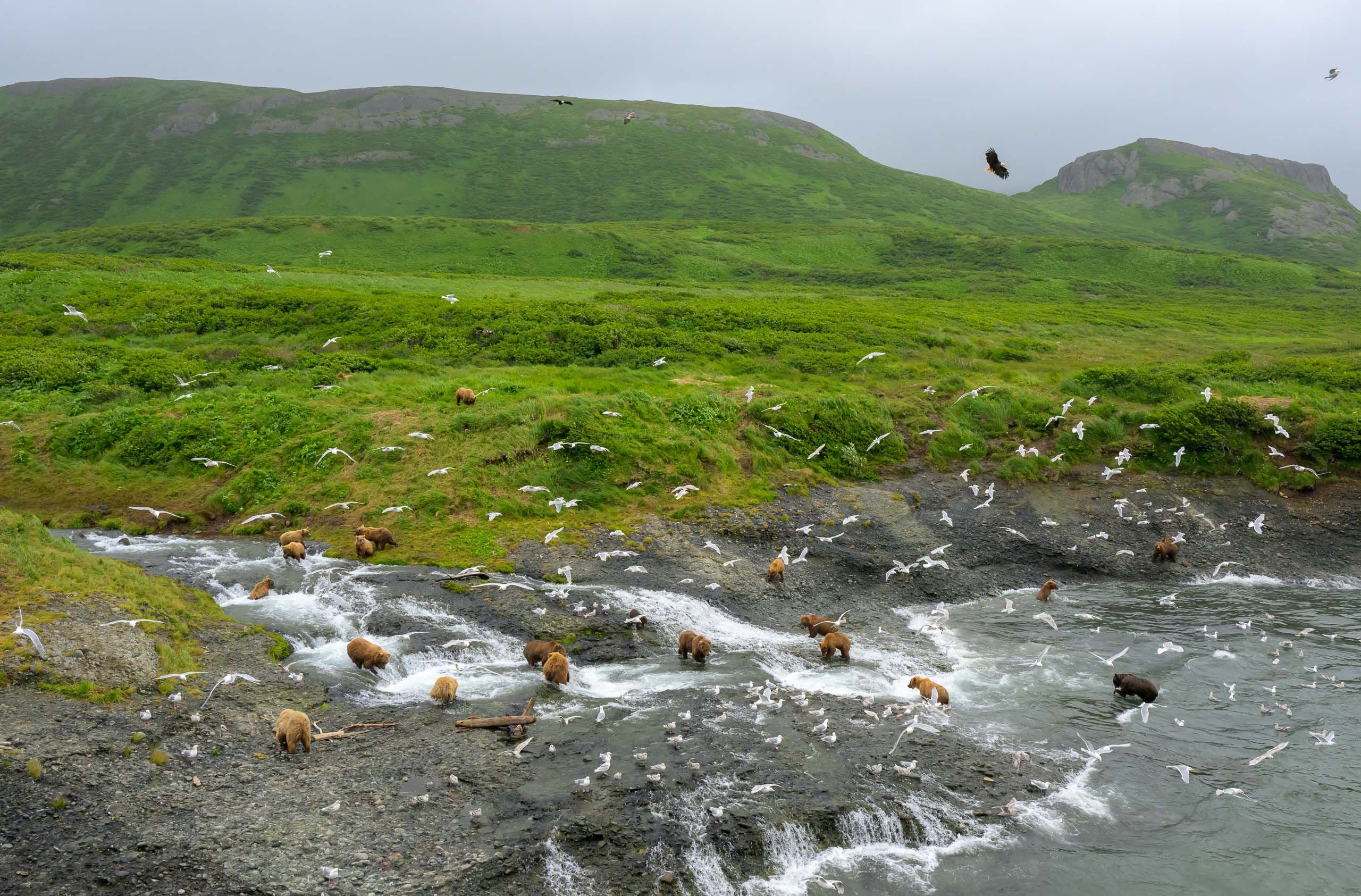Large group of Brown Bears fishing in Alaska Brown Bears fishing