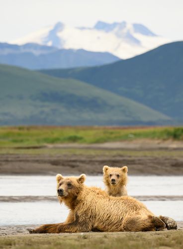 Brown Bear and cub