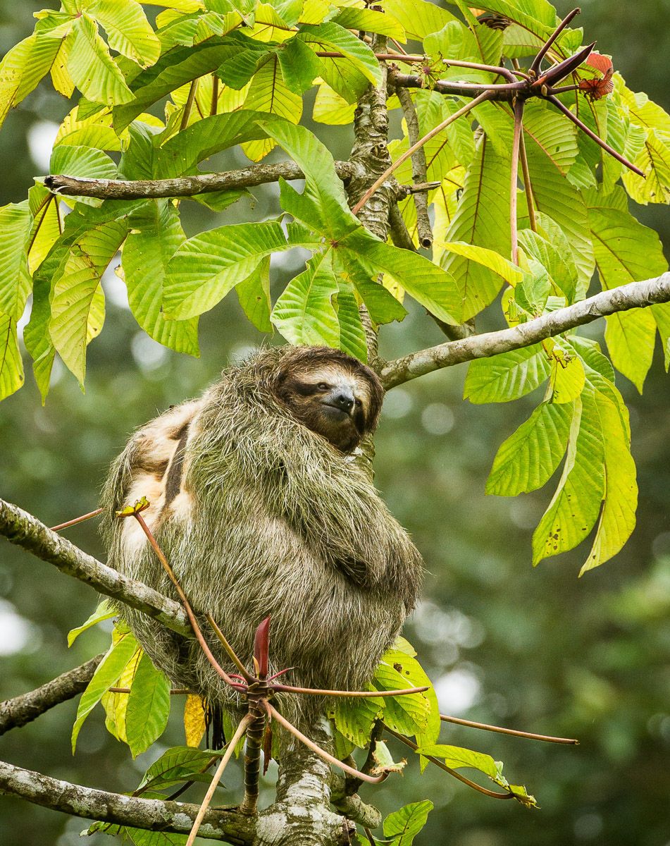 Male Brown Throated Three-Toed Sloth