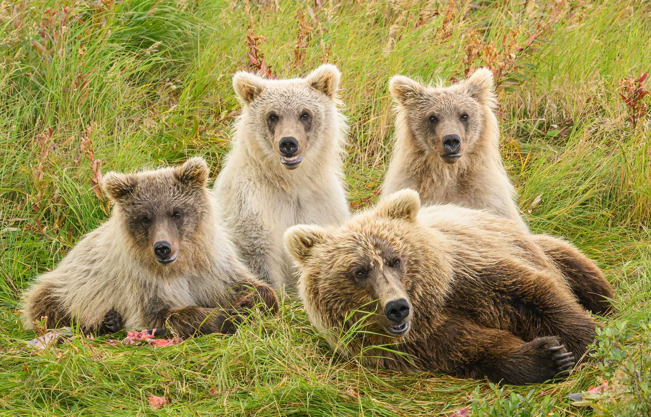 Brown Bear and cubs