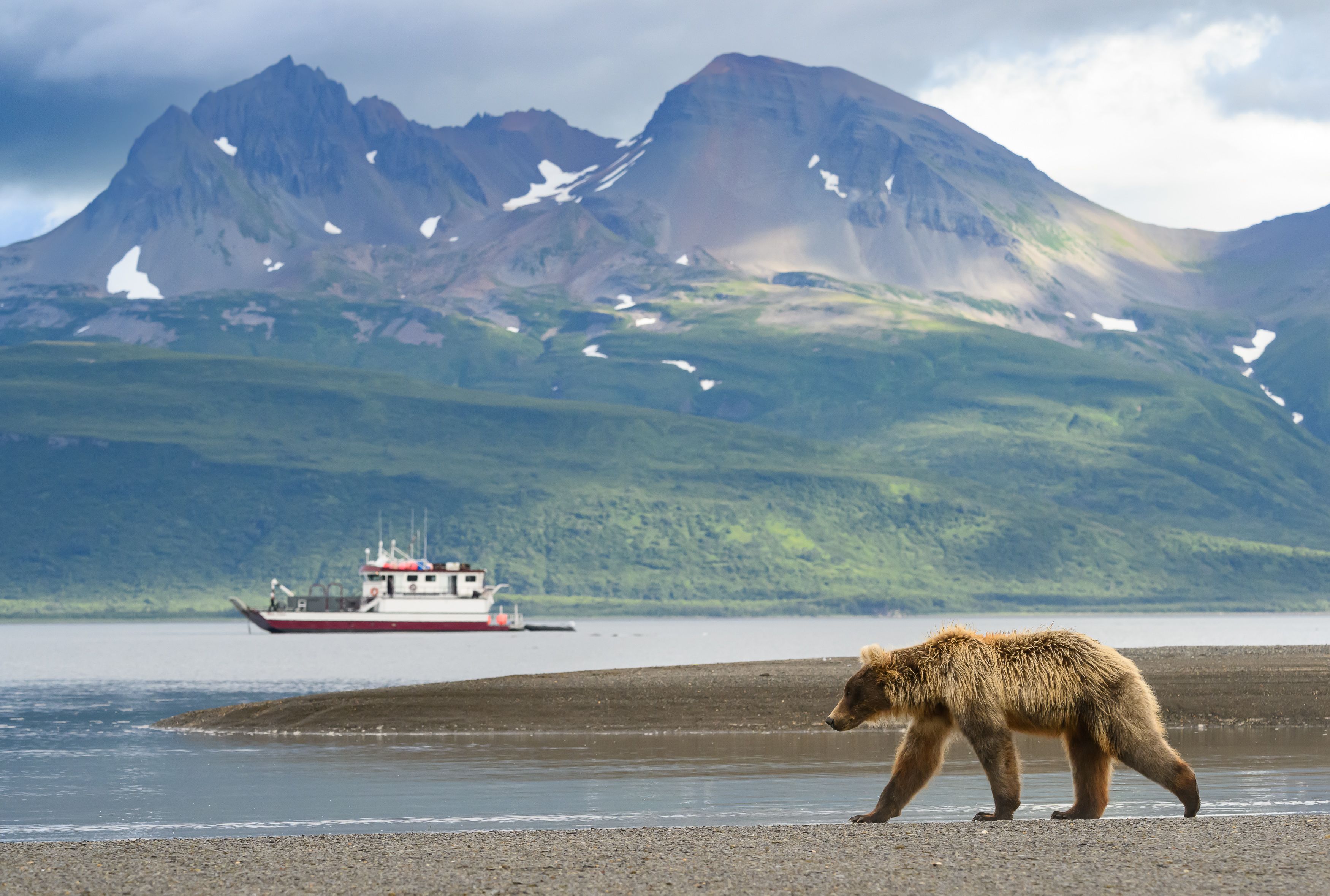 Brown Bear and boat