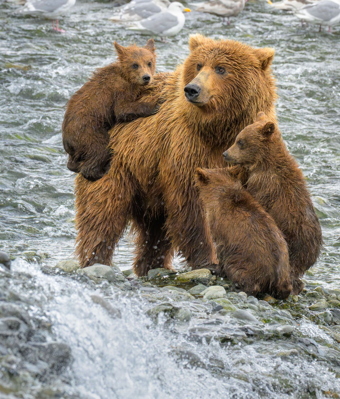Brown Bears, Alaska Mother and cubs