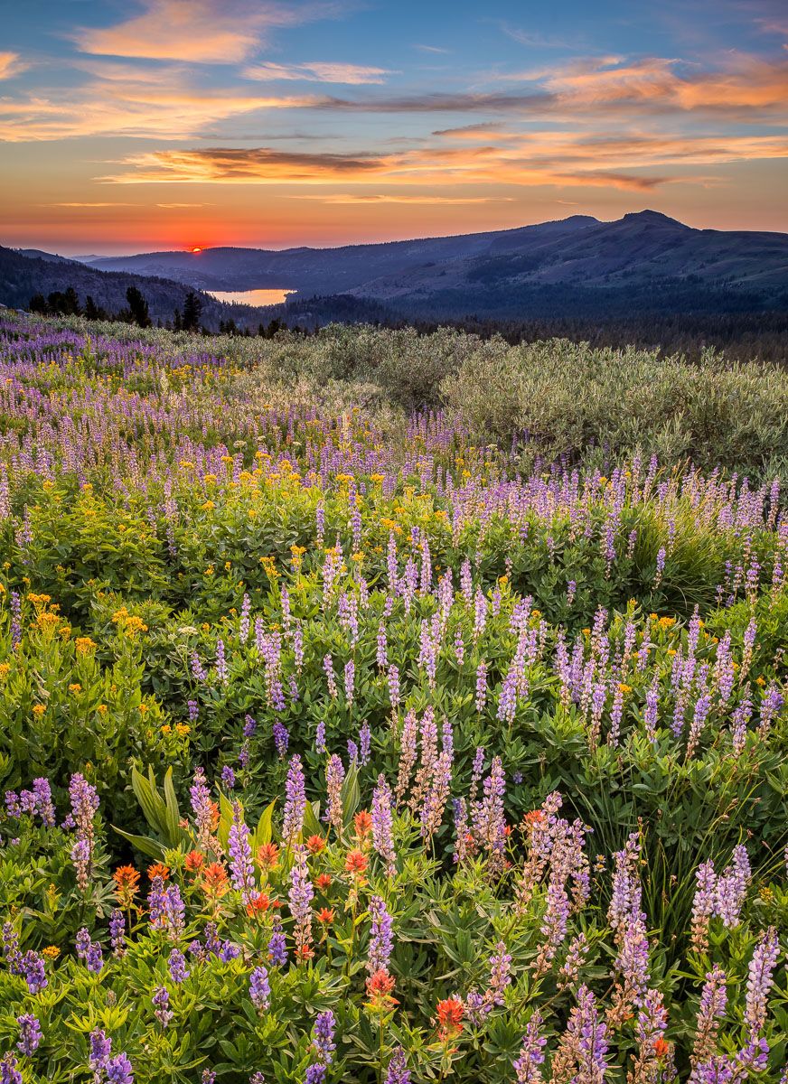 Spring Wildflowers at Sunset