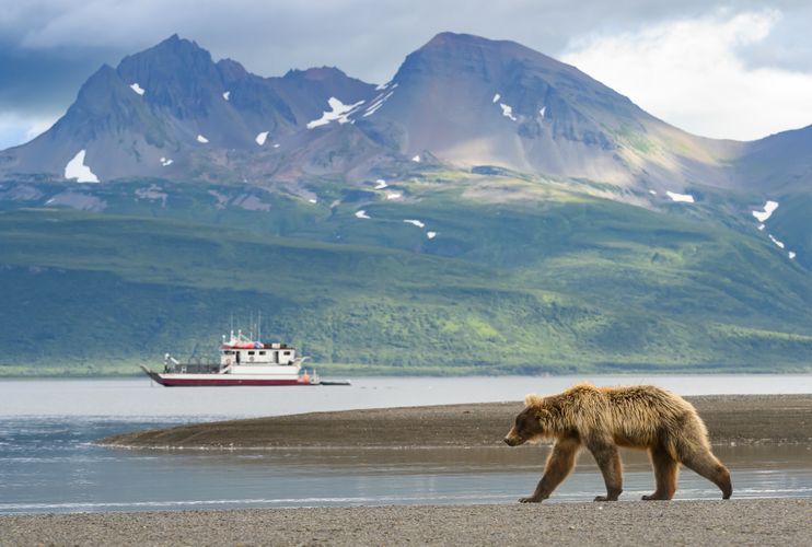 Brown Bear Photo Workshop - Josh Miller Photography