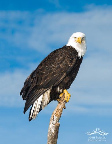 Bald Eagle (3 of 55)-Edit.jpg