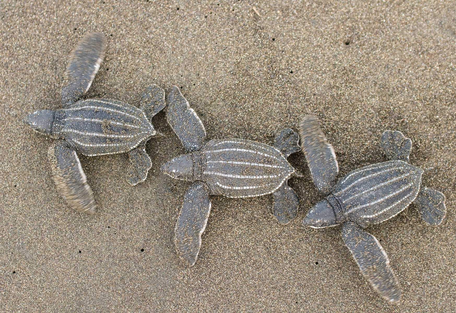 Baby Leatherback Sea Turtles
