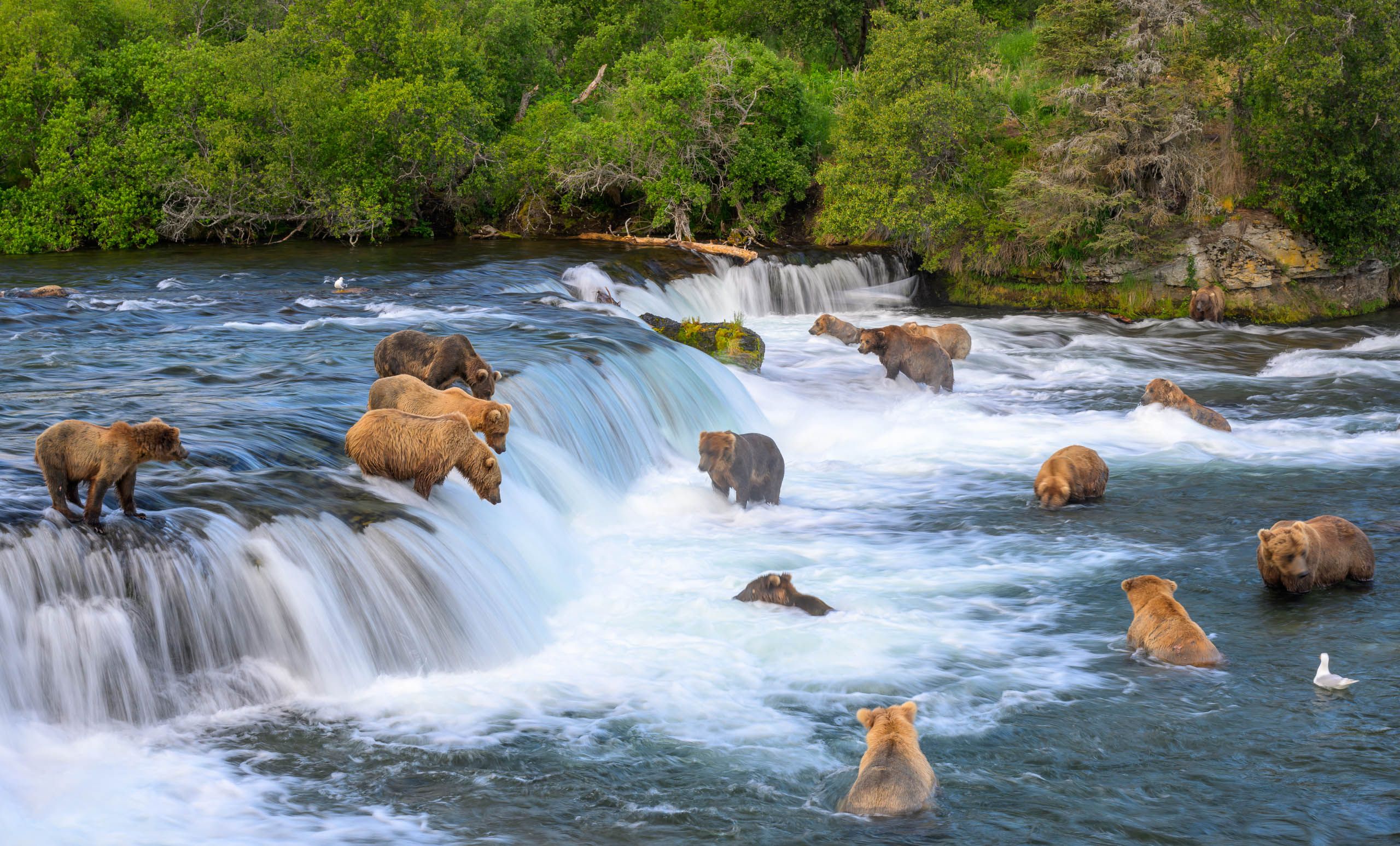 Brooks Falls, Alaska Brown Bears fishing
