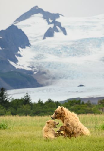 Mother and cub, Katmai National Park