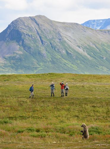 Photographers and Brown Bear