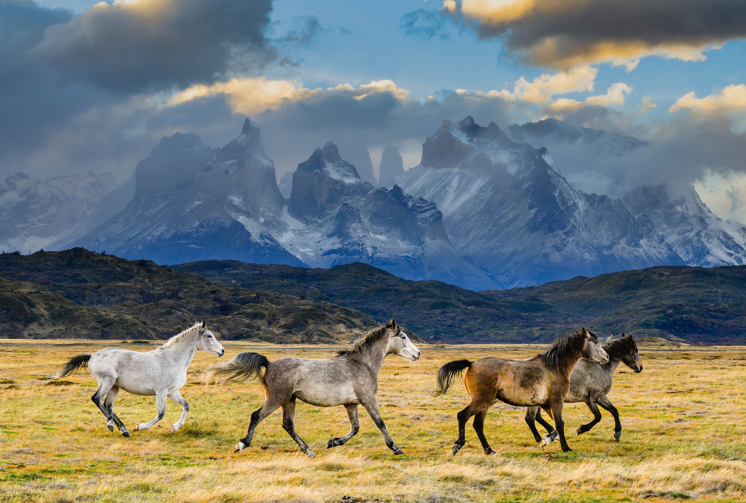 Horses of Torres Del Paine
