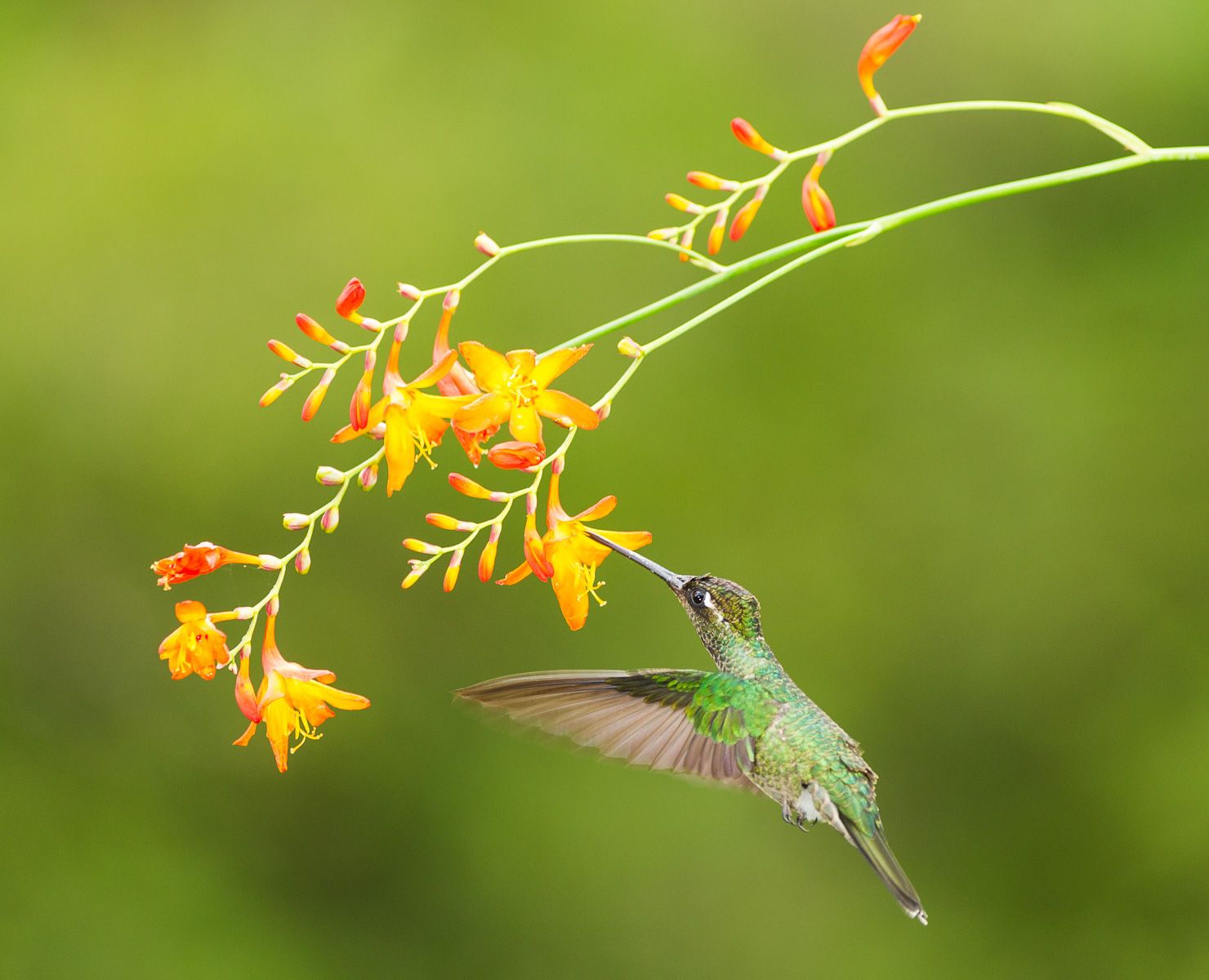 Green-crowned Brilliant Humming Bird (Heliodoxa jacula) searches for flower nectar, Costa Rica Green-crowned Brilliant Humming Bird