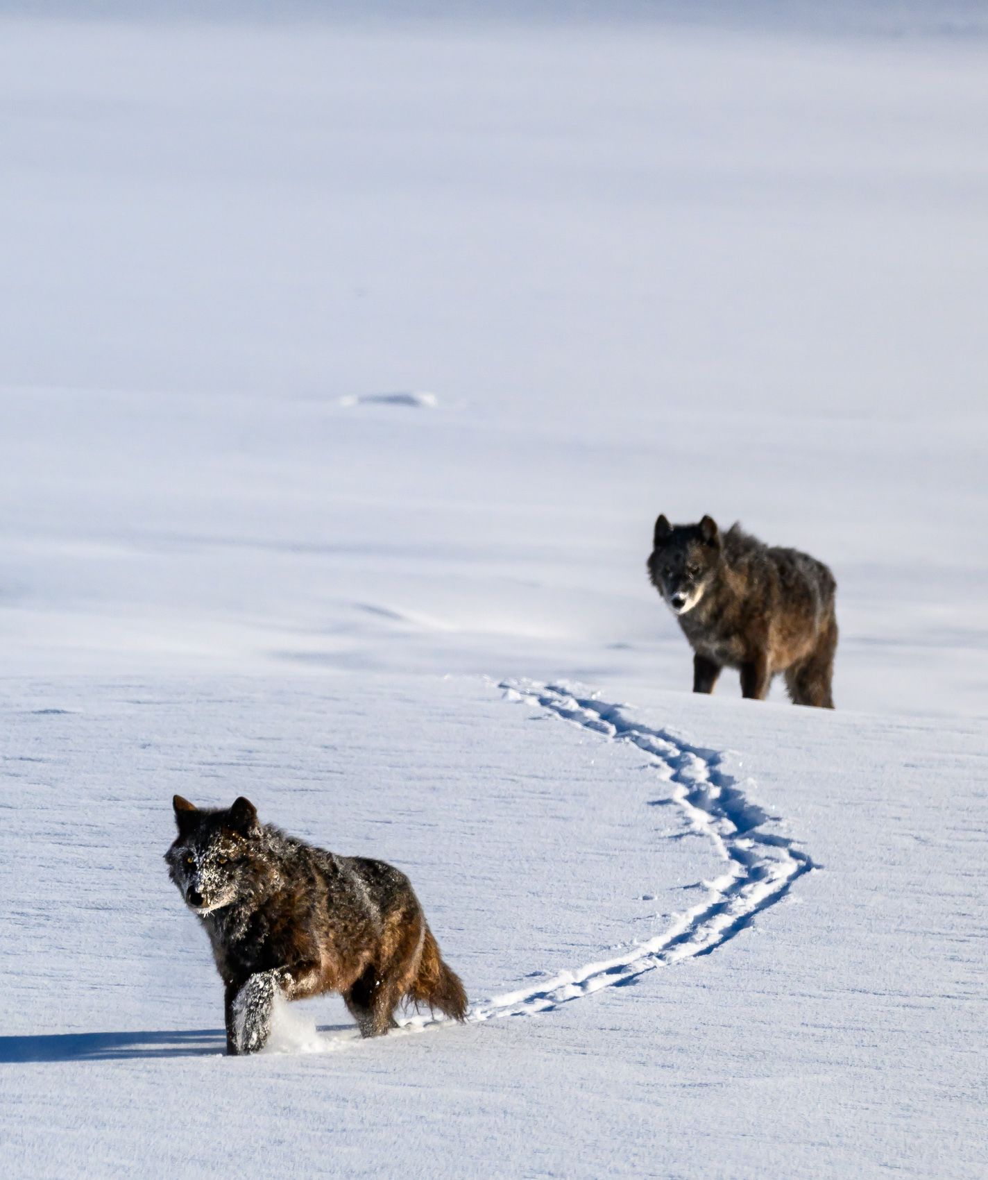 Wapiti Lake Wolf pack