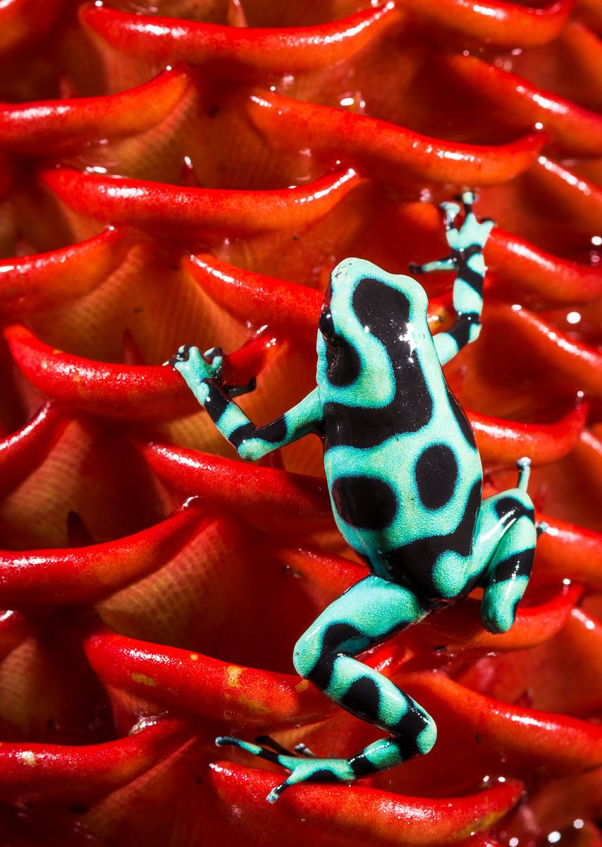 Green and Black Poison Dart Frog 