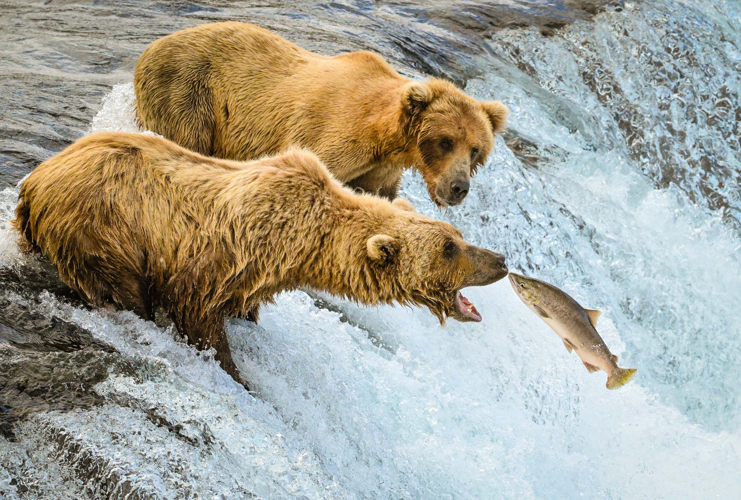 Brooks Falls, Katmai National Park Brown Bear catching salmon