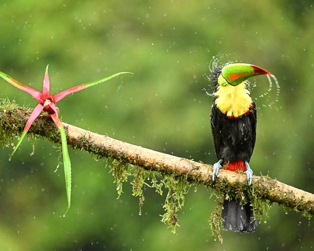 Keel-billed toucan in the rain