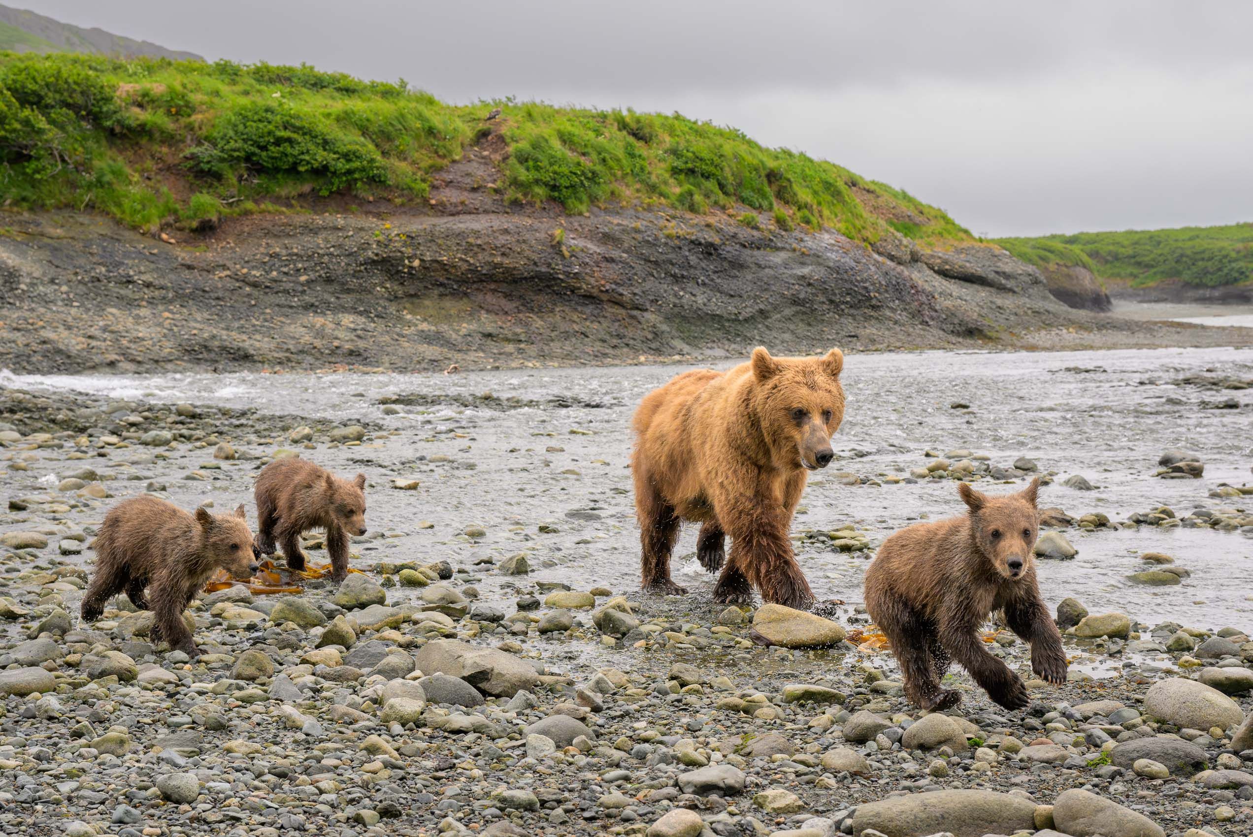 Alaska Brown Bear cubs on the run