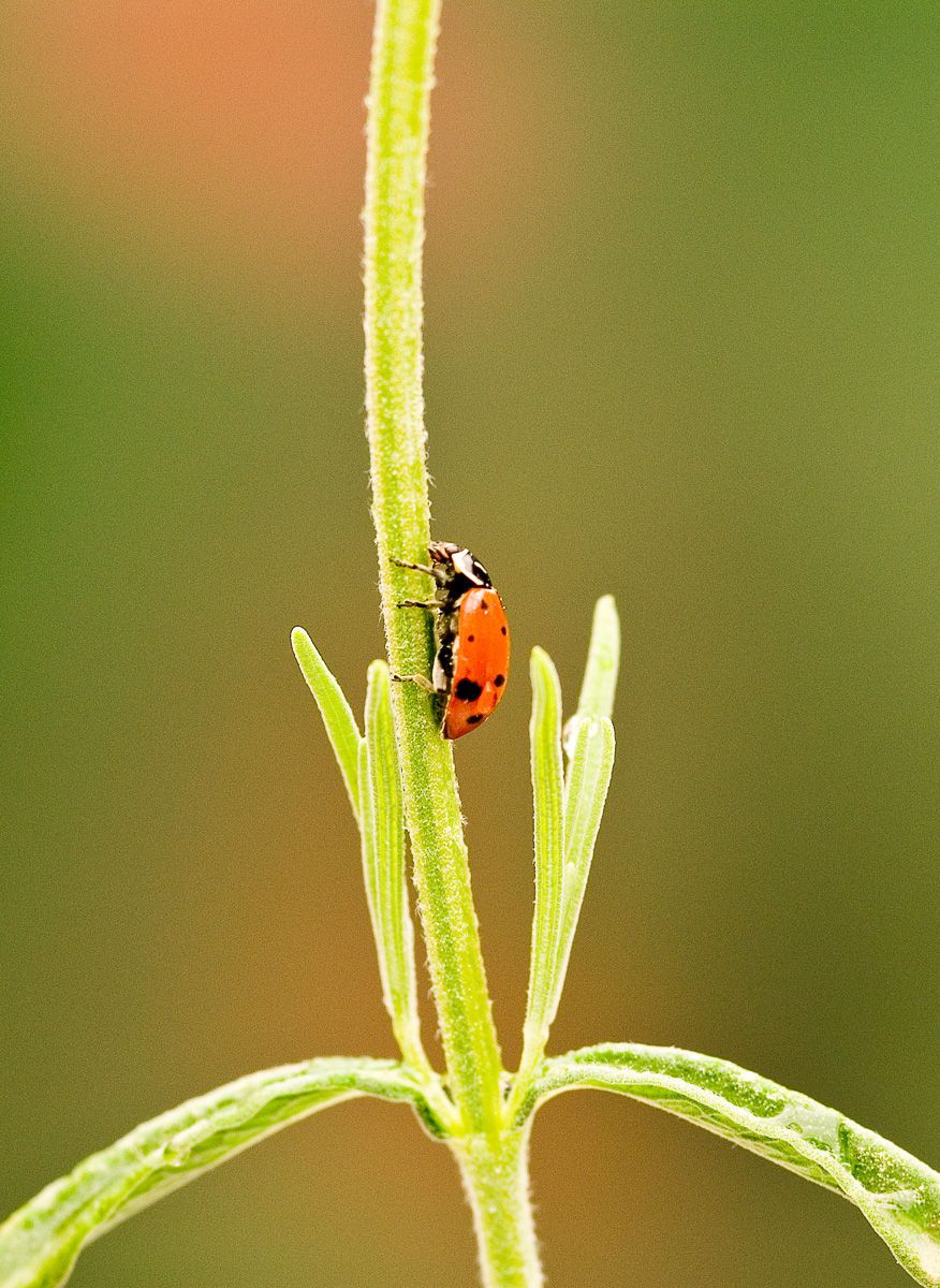 Ladybug (Coccinella septempunctata) searching for aphids, California Ladybug