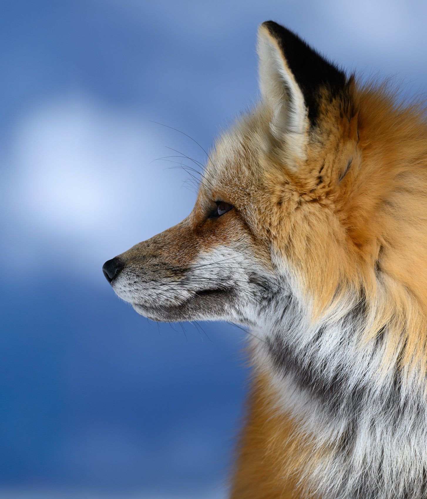 Red Fox