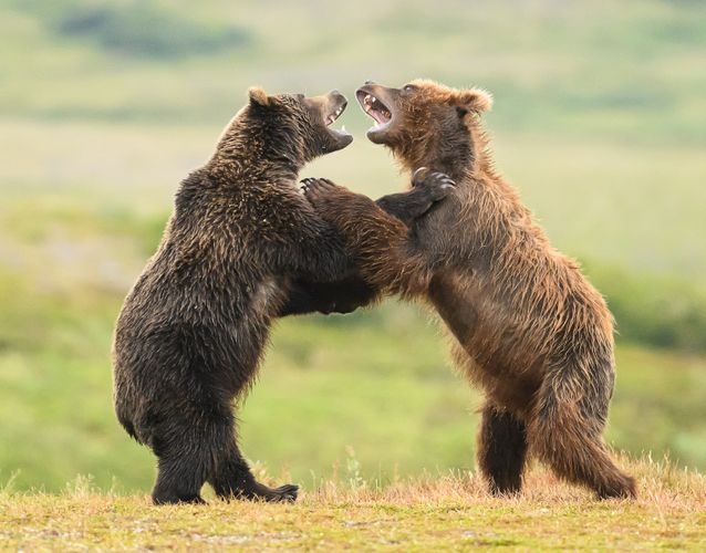 Bears of Katmai National Park, Alaska Brown Bears Fighting