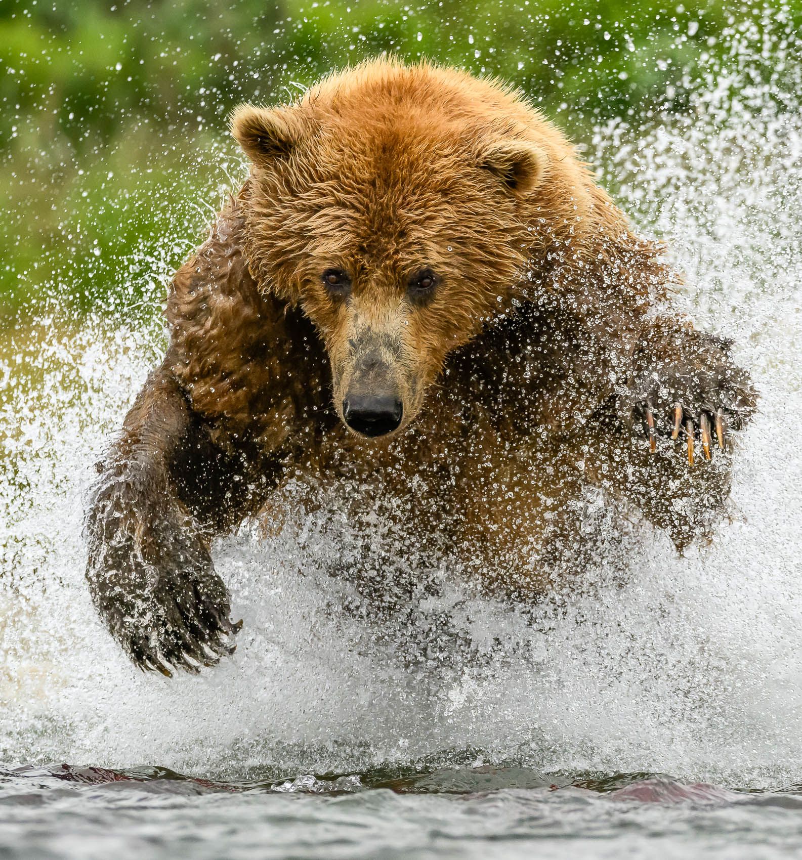 Brown Bear fishing