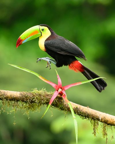 Keel-billed toucan