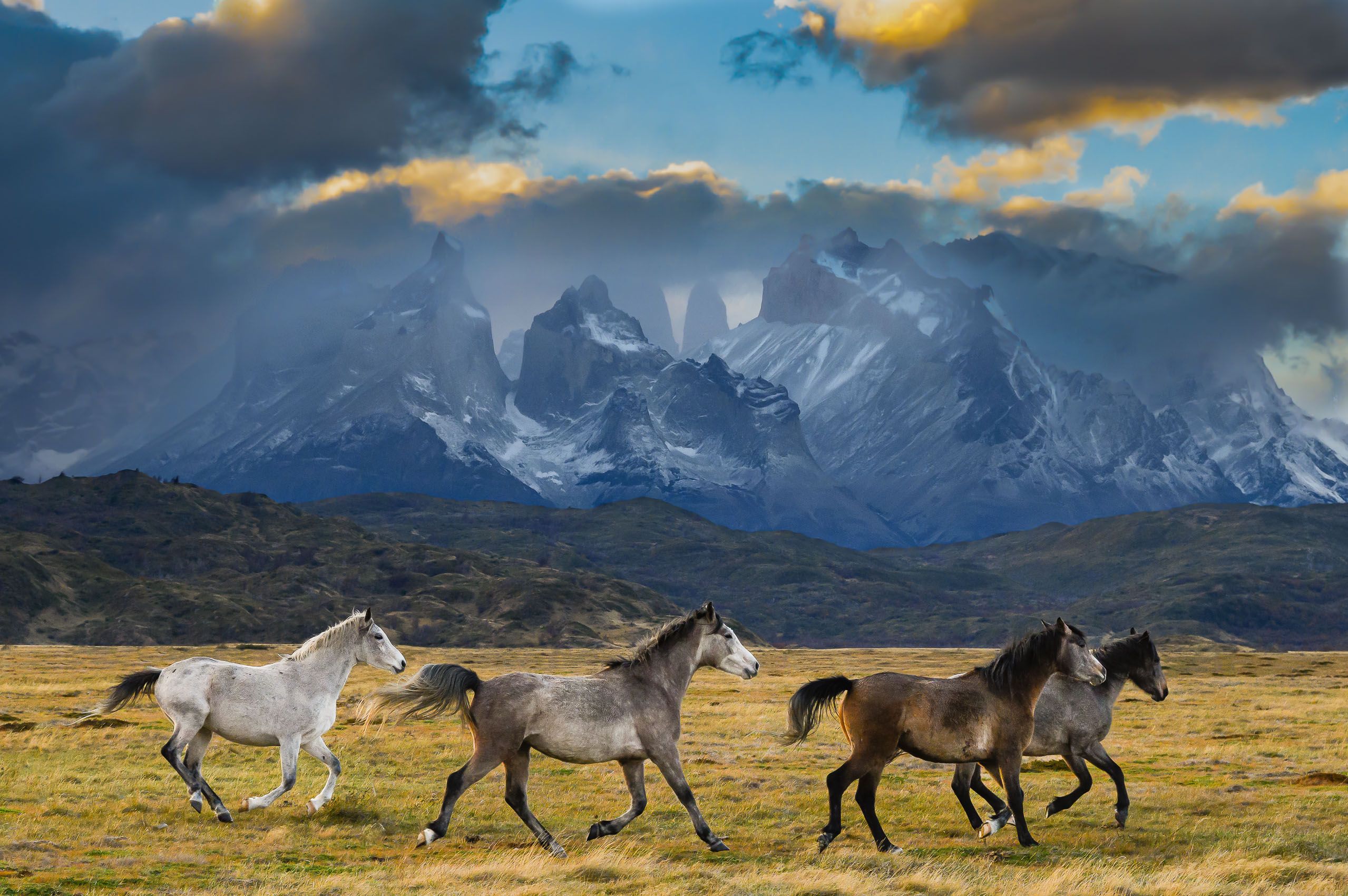 Horses of Torres Del Paine