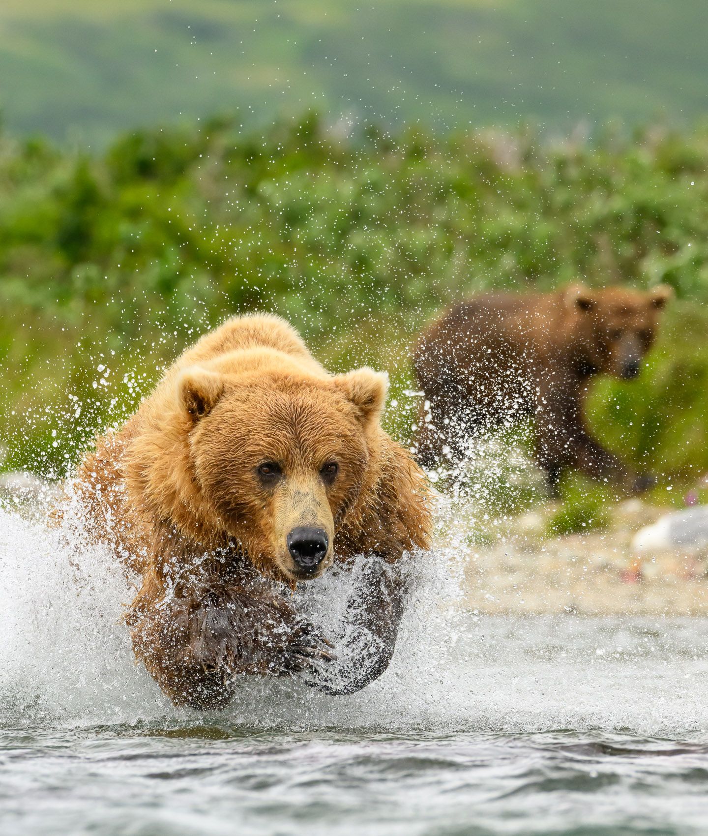 Brown Bear fishing
