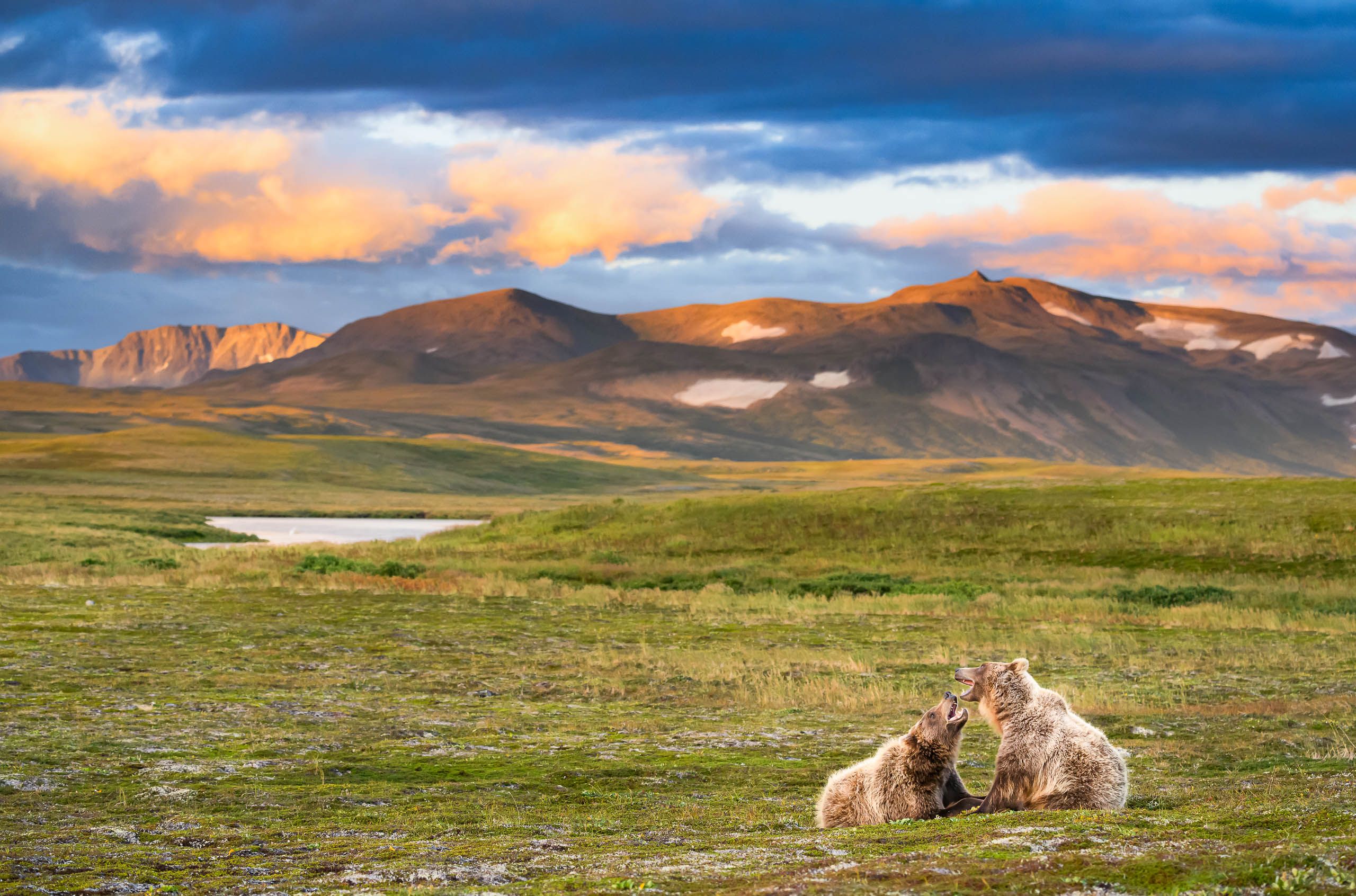 Brown Bears at sunset