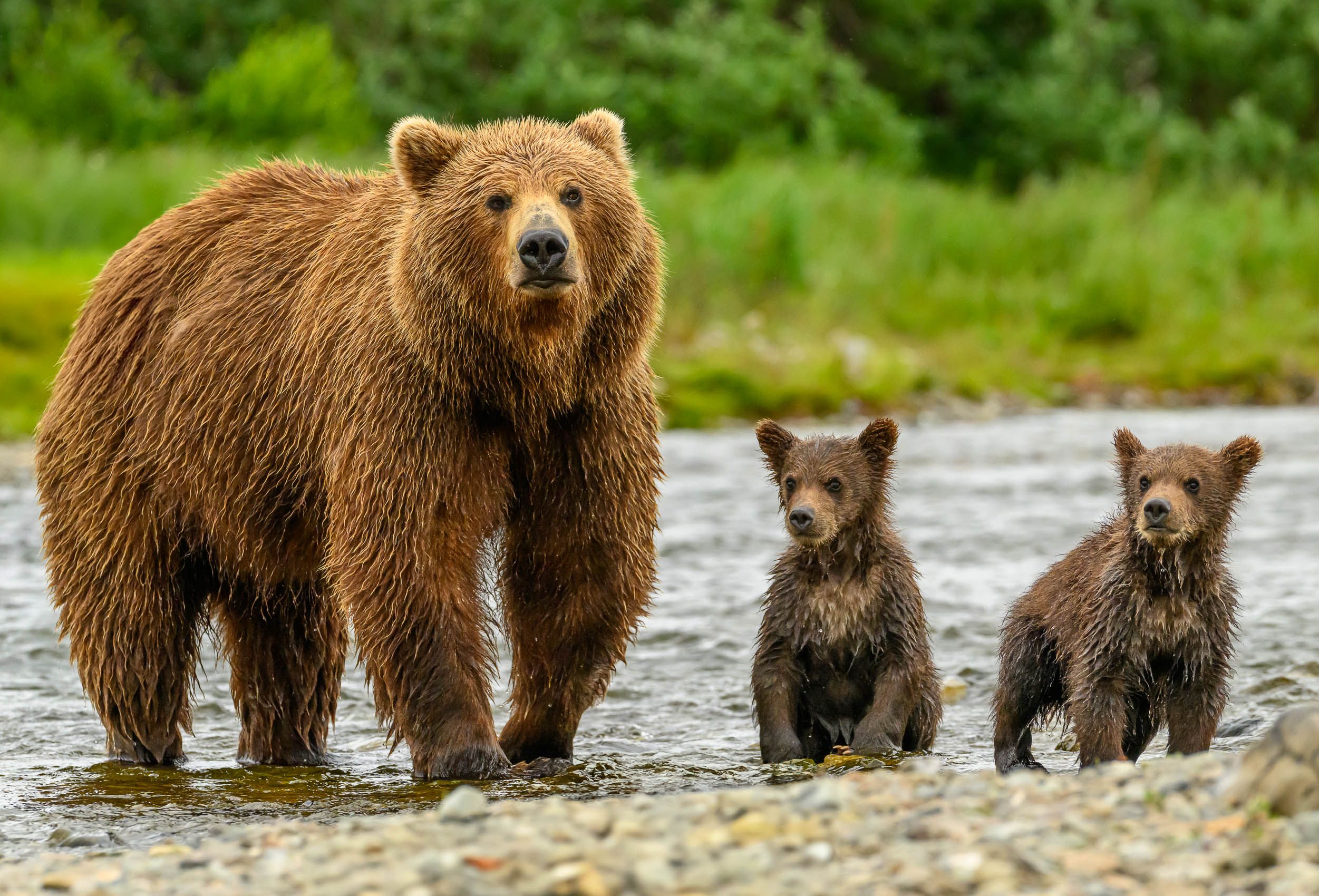 Brown Bear and cubs