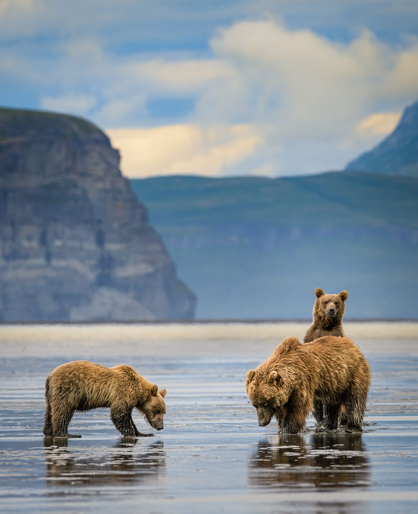 Brown Bears searching for clams, Alaska Brown Bear Reflection