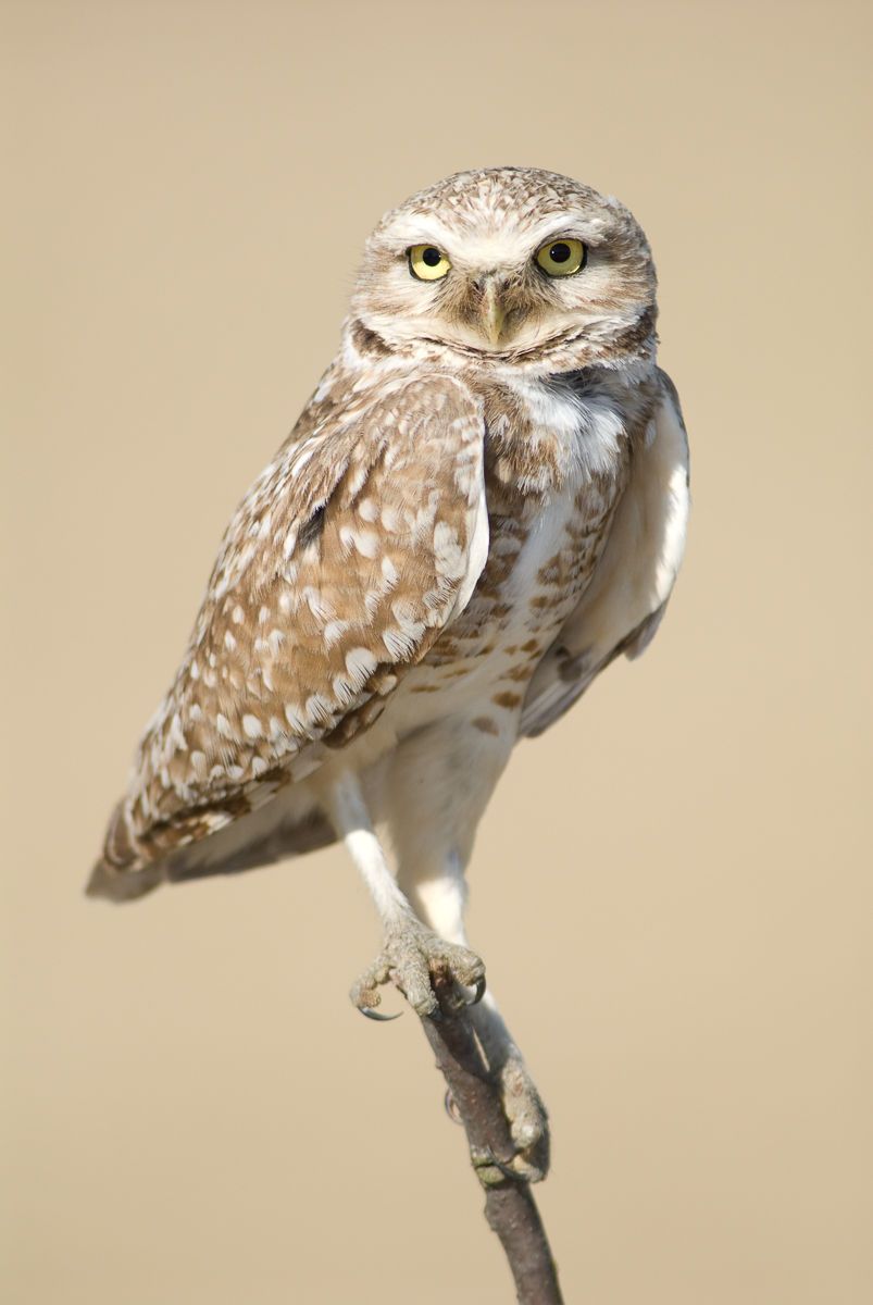 Burrowing Owl (Athene cunicularia), Sacramento Valley, California Burrowing Owl