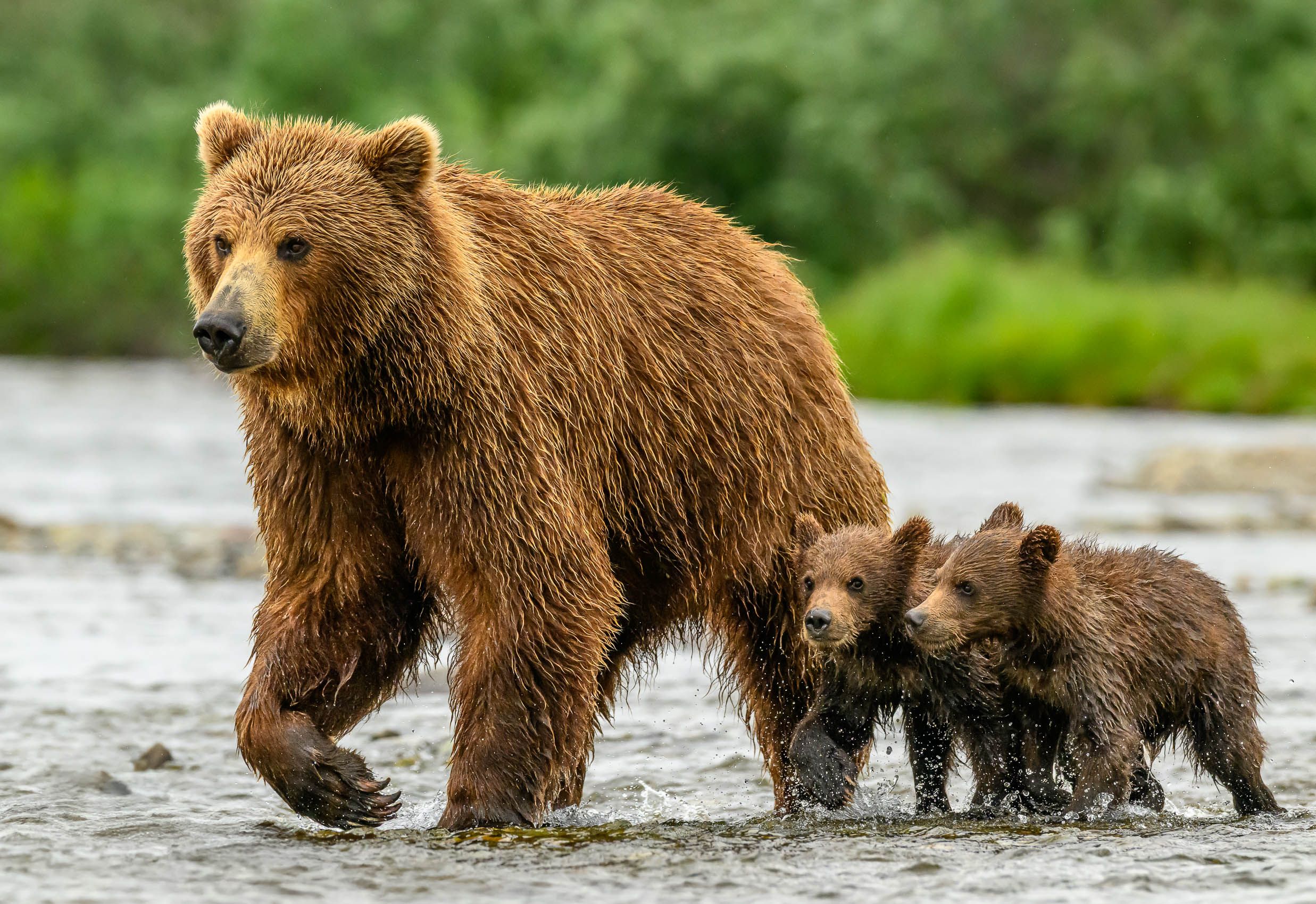 Brown Bear and cubs