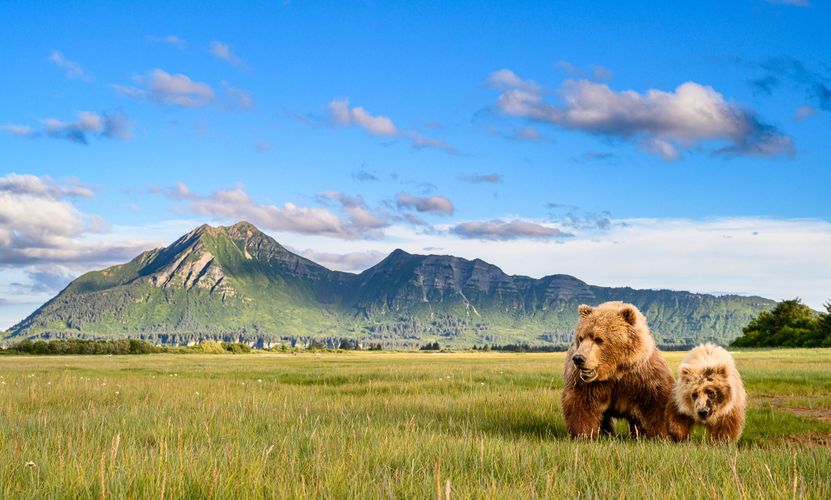 Brown bears in Hallo Bay Alaska