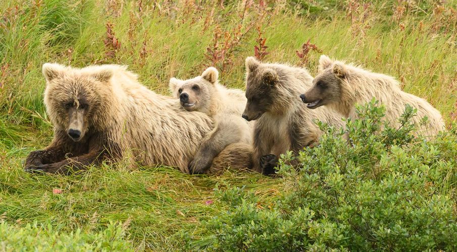 Brown Bear Photo Workshop - Josh Miller Photography