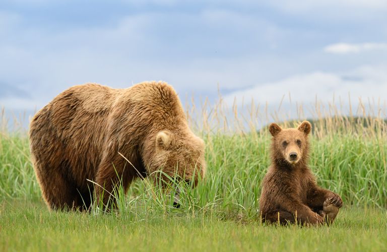 Brown Bear cub