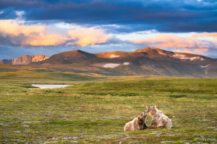 Alaskan Brown Bears playing