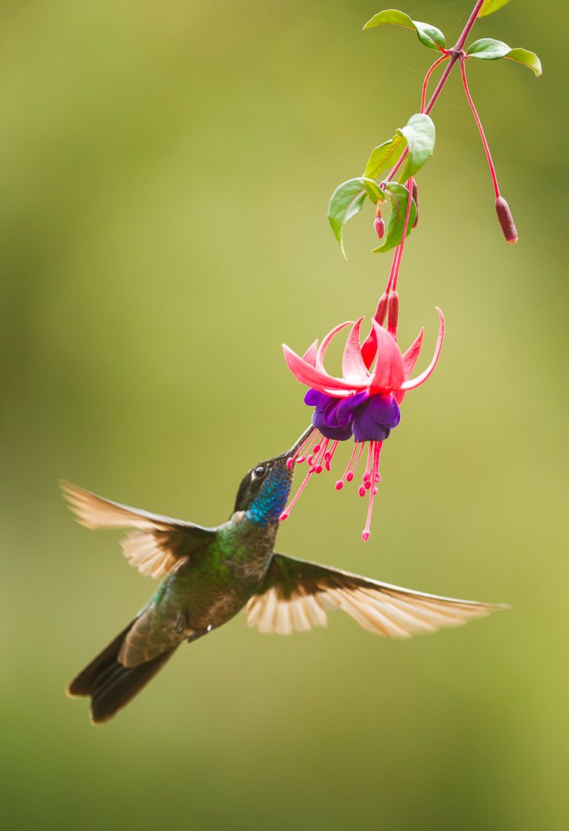 Magnificent Hummingbird (Eugenes fulgens) searches for nectar in a Fuchsia flower, Costa Rica Magnificent Hummingbird