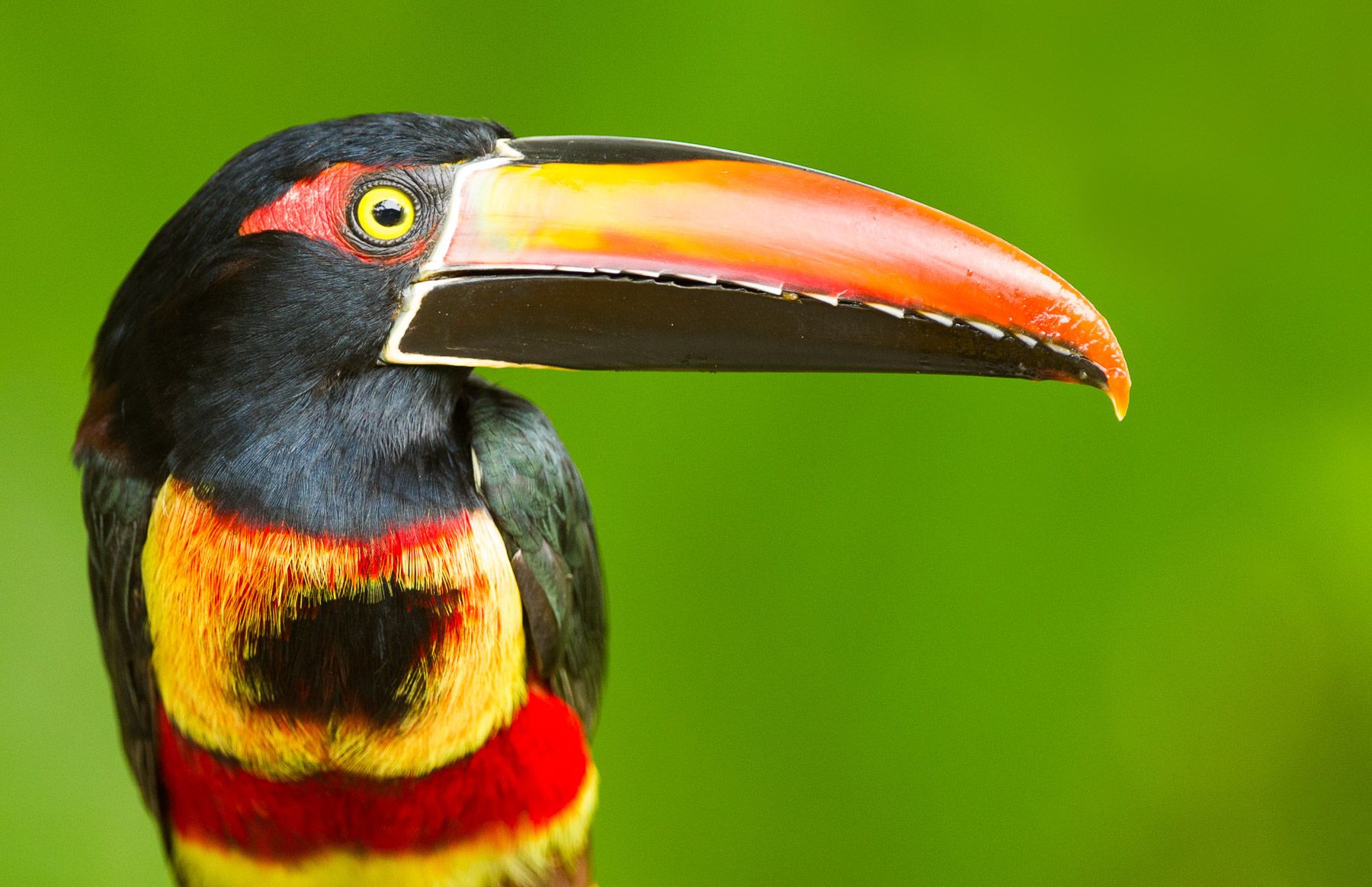 Fiery-billed Aracari (Pteroglossus frantzii) head shot, Costa Rica Fiery-Billed Aracari