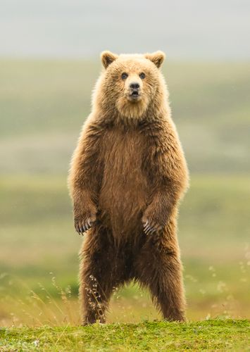 Katmai National Park, Alaska Standing Brown Bear