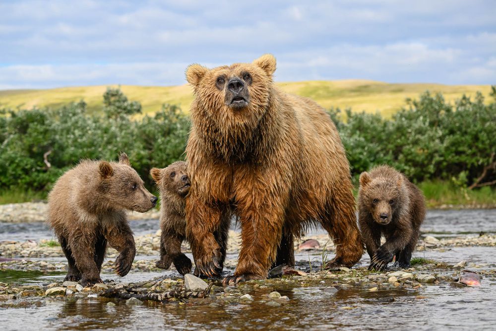 Alaskan Brown Bear and cubs