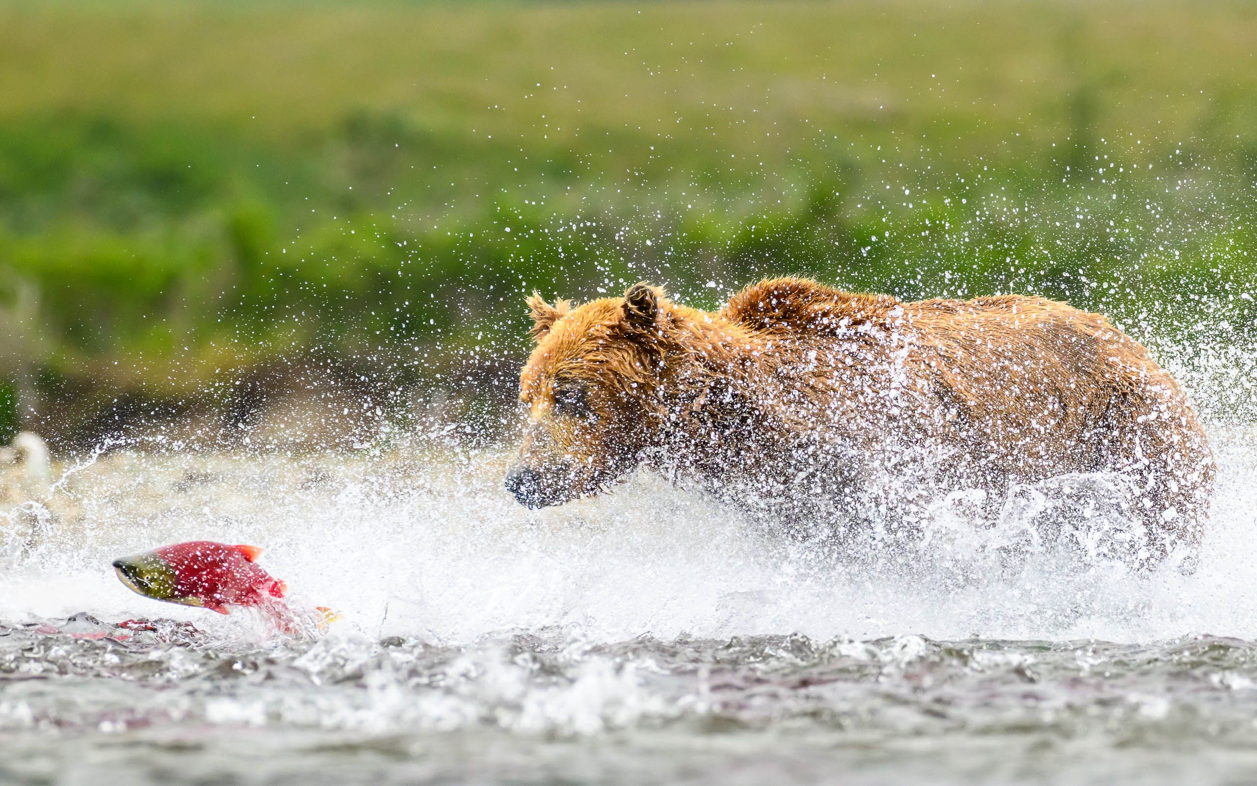 Brown Bear fishing
