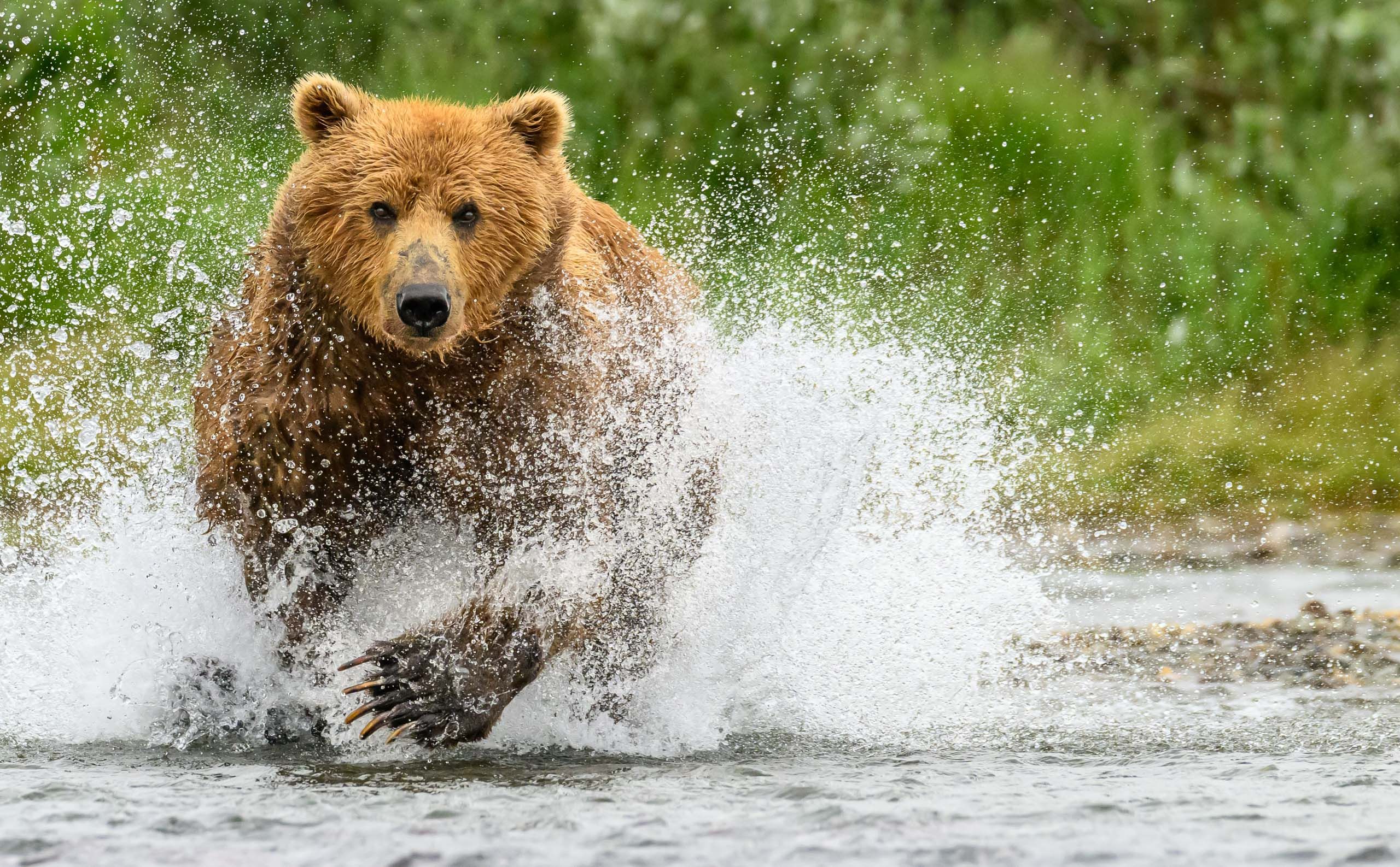 Brown Bear chaising salmon
