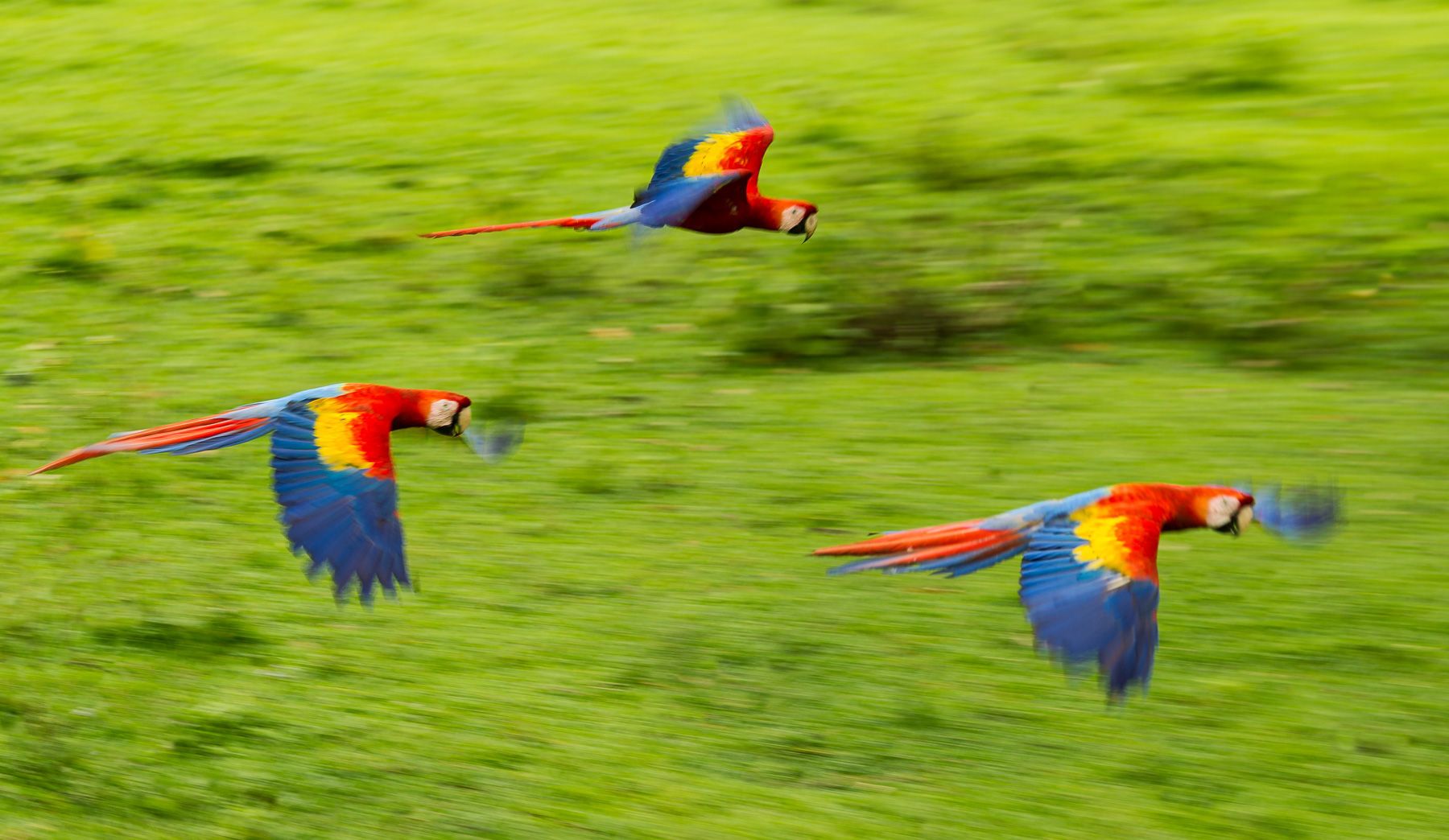 Scarlet Macaw (Ara macao), Costa Rica Scarlet Macaw