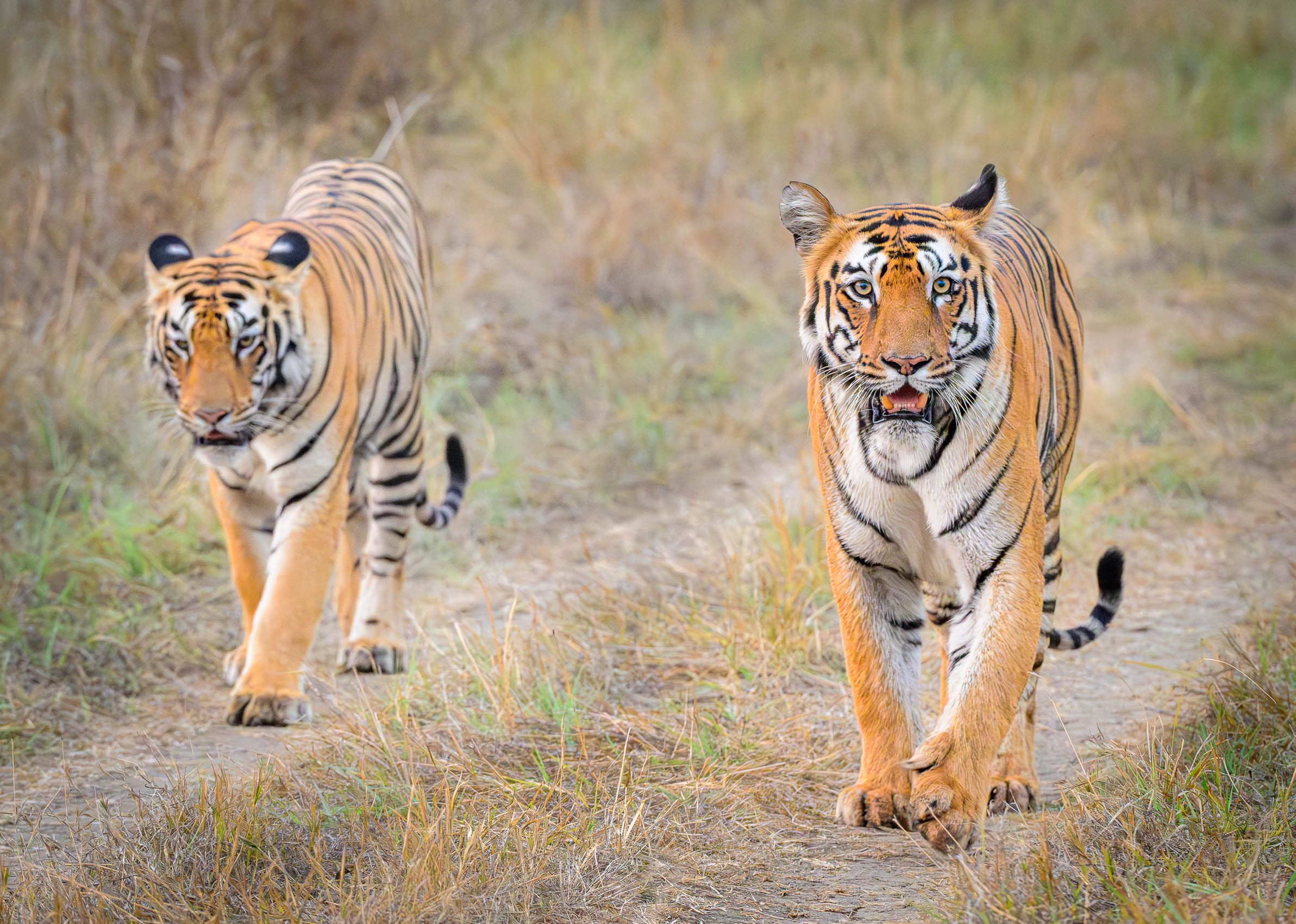Wild Bengal Tigers in search of prey Bengal Tigers