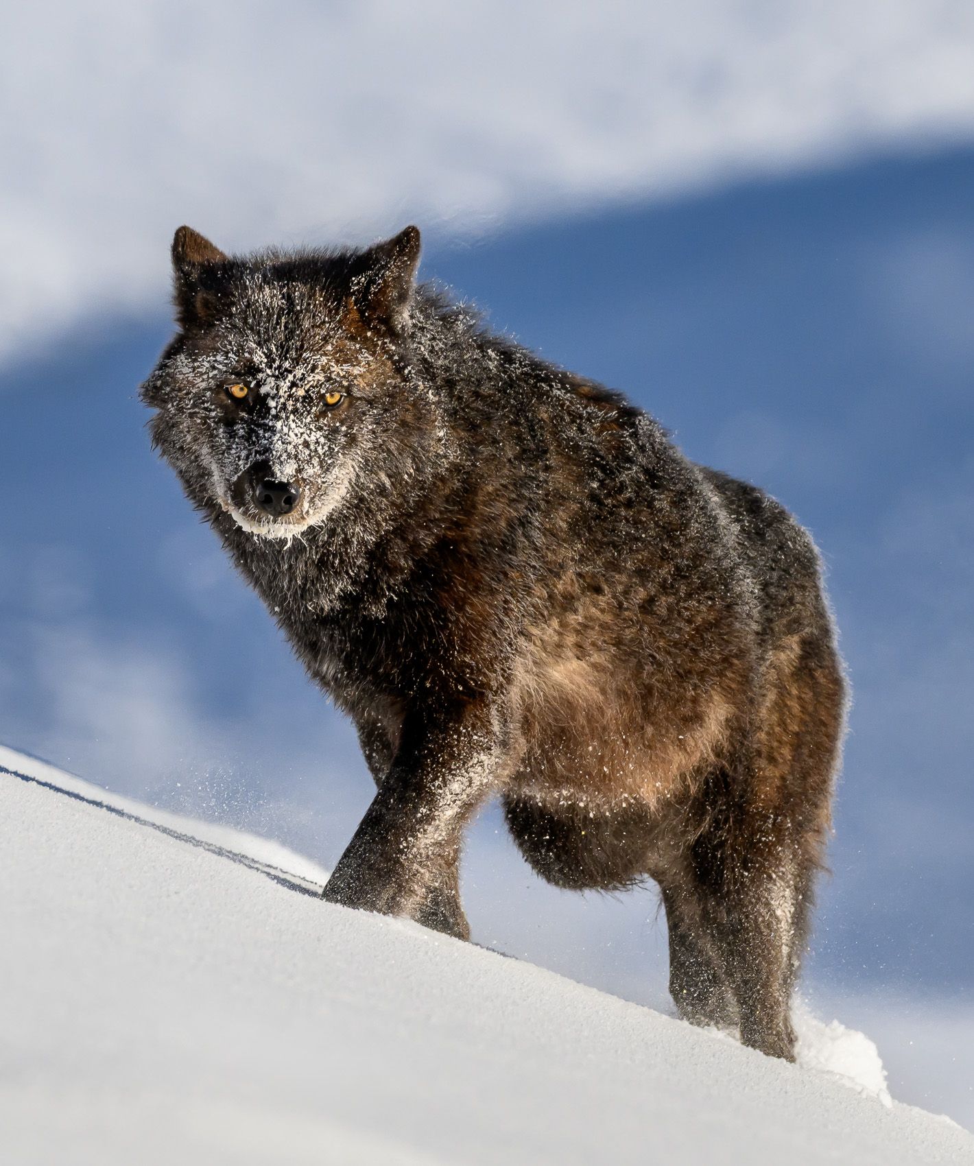 Yellowstone Wolf