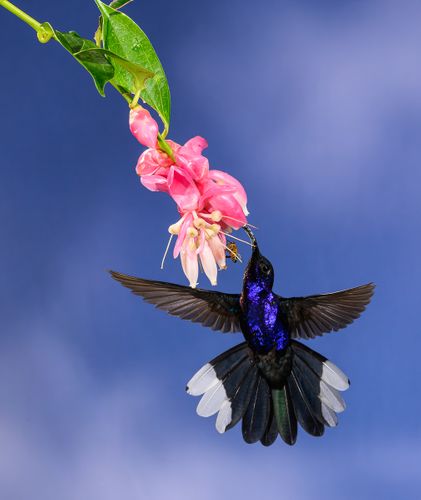 Humming bird