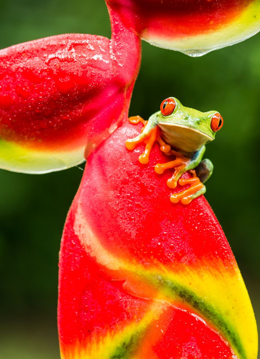 Tropical Red-eyed Tree Frog