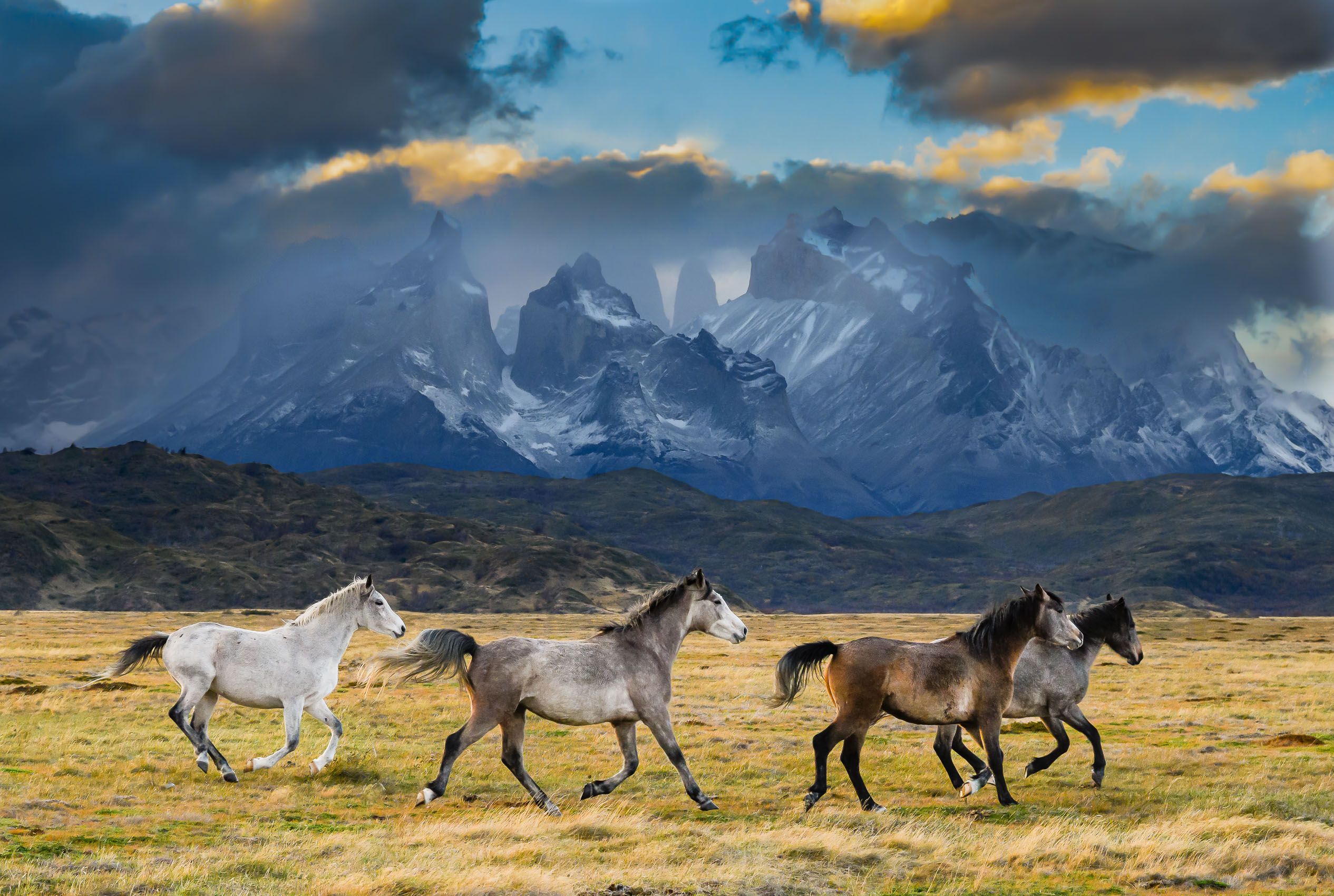 Horses of Torres Del Paine