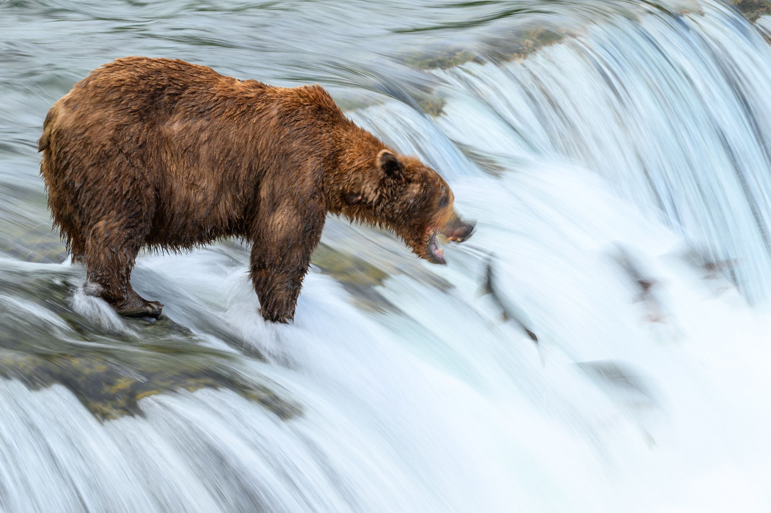 Brown bear catching salmon