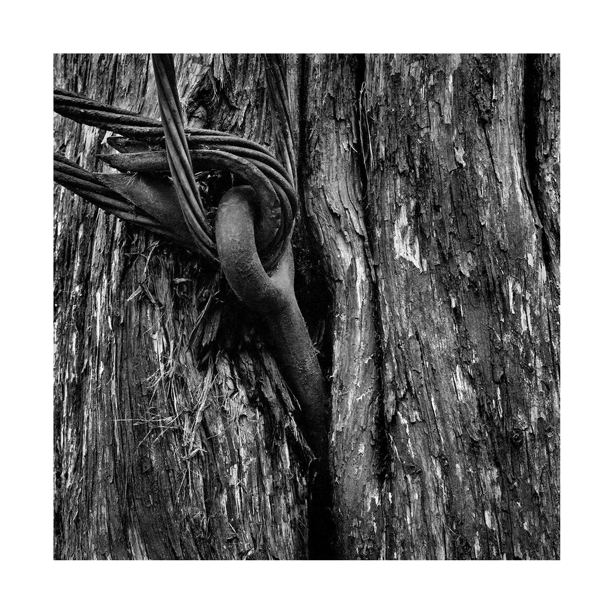 1roll_89_neg_4_3_website